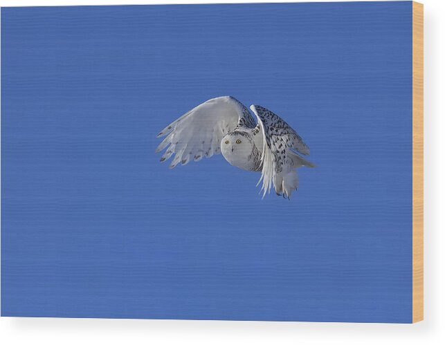 Snowy-owl Wood Print featuring the photograph Snowy Owl #1 by Phillip Chang