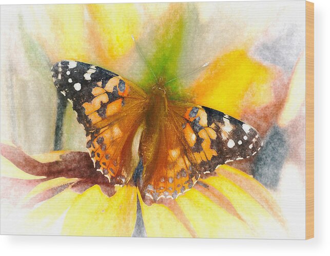 Cosmopolitan Wood Print featuring the photograph Soft Painted Lady Butterfly Chalk by Don Northup