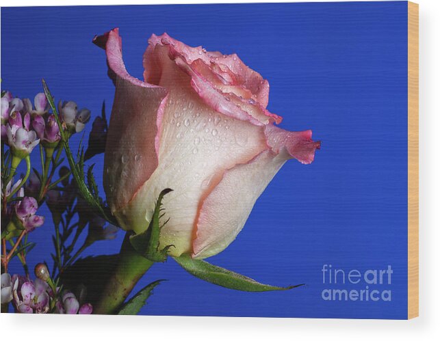 Rose Wood Print featuring the photograph Friendship #1 by Doug Norkum