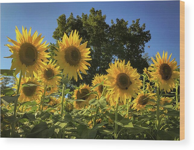 Sunflowers Wood Print featuring the photograph Sunlit Sunflowers #1 by Lora J Wilson