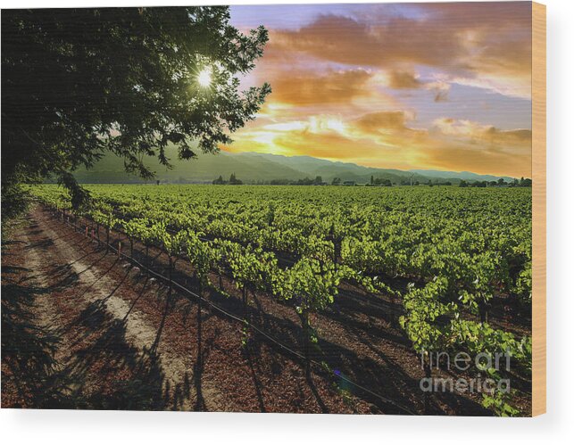 Sunset Vineyard Wood Print featuring the photograph Sunset over the Vineyard #2 by Jon Neidert