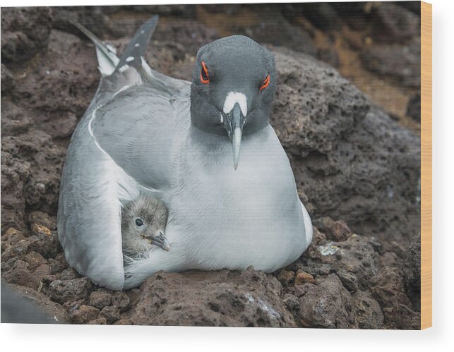 Animal Wood Print featuring the photograph Swallow-tailed Gull Brooding Chick #1 by Tui De Roy