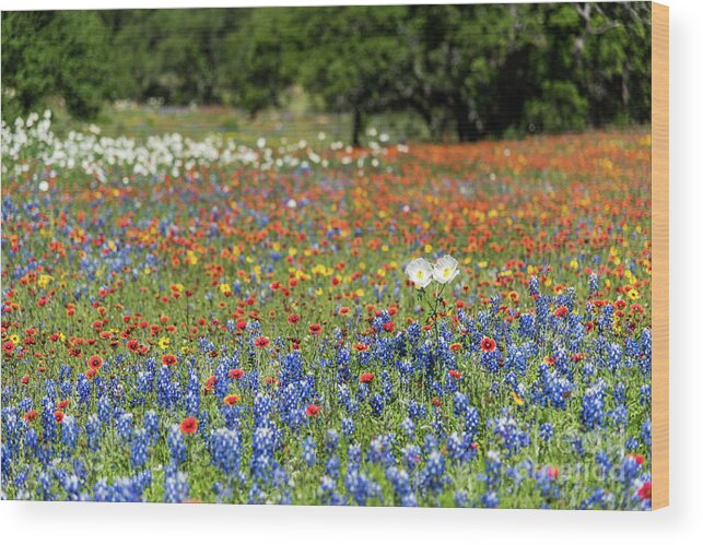  Wood Print featuring the photograph Texas Wildflowers #1 by Paul Quinn