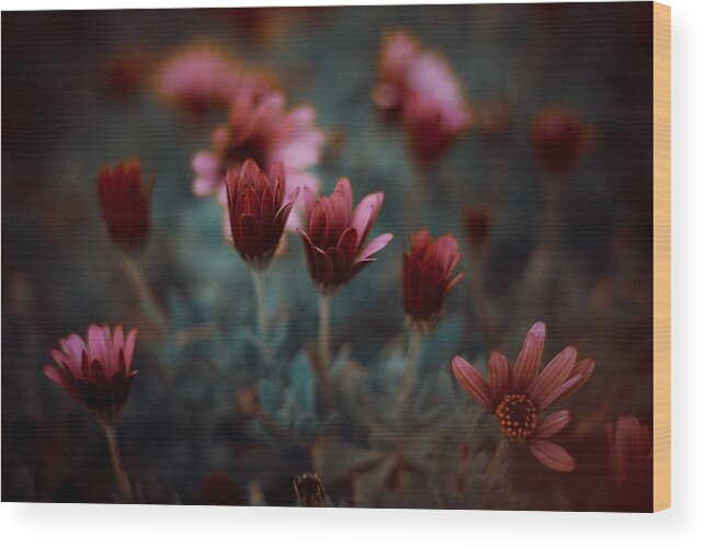 Flower Wood Print featuring the photograph The Flower #1 by Farid Kazamil