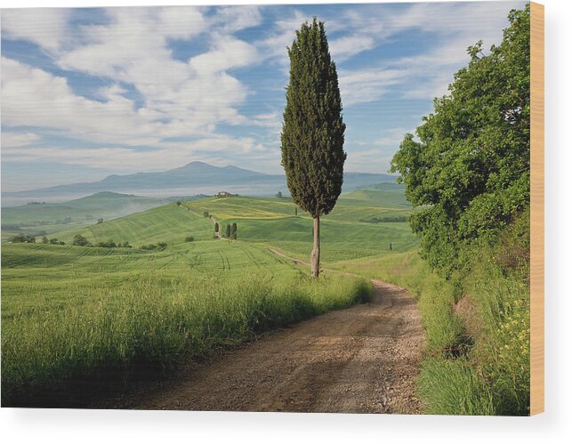 Tranquility Wood Print featuring the photograph Track, San Quirico Dorcia, Val Dorcia #1 by Peter Adams