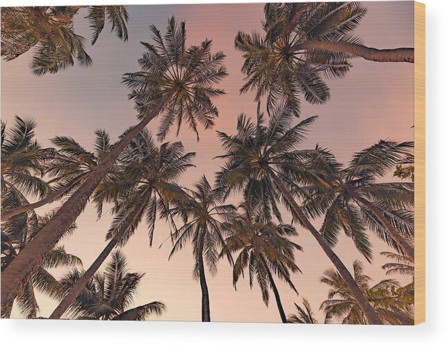Landscape Wood Print featuring the photograph Tropical Forest Trees Background #1 by Levente Bodo