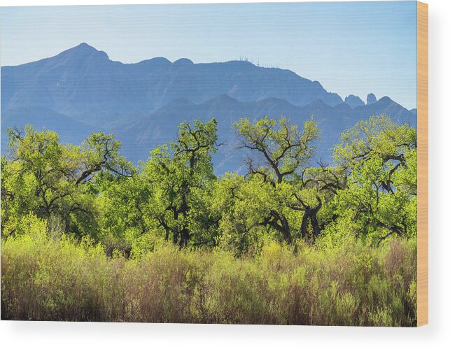 Cathy And Gordon Illg Wood Print featuring the photograph USA, New Mexico Sandia Mountains #1 by Jaynes Gallery