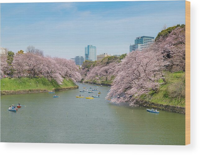 Landscape Wood Print featuring the photograph View Of Massive Cherry Blossom #1 by Prasit Rodphan