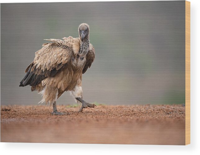 Raptor
Griffon
Vulture
Scavenger
Bird
Wild
Wildlife
Nature
South Wood Print featuring the photograph Vulture #1 by Marco Pozzi