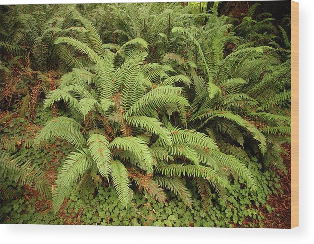 Crescent Wood Print featuring the photograph Western Sword ferns in the undergrowth of redwood forest #1 by Steve Estvanik