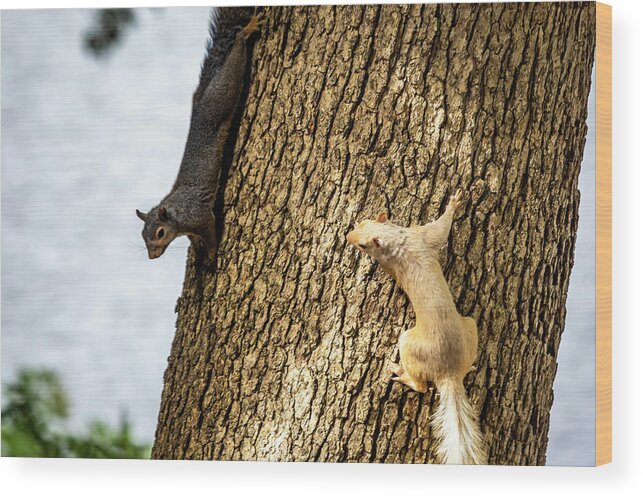 White Squirrel Wood Print featuring the photograph White Squirrel #2 by David Wagenblatt