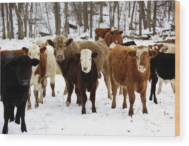 Melting Wood Print featuring the photograph Winter Livestock Cattle Series #1 by Eyecrave