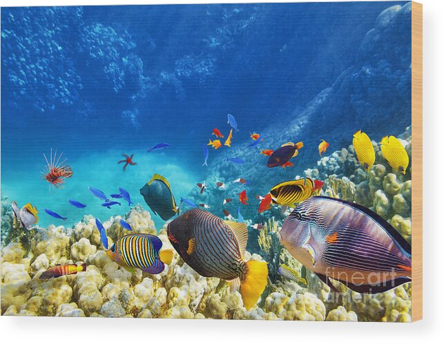 Red Wood Print featuring the photograph Wonderful And Beautiful Underwater by V e