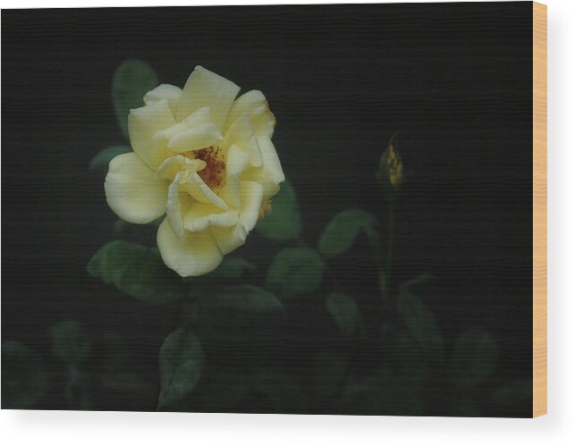 Yellow Rose Wood Print featuring the photograph Yellow Beauty #1 by Ernest Echols
