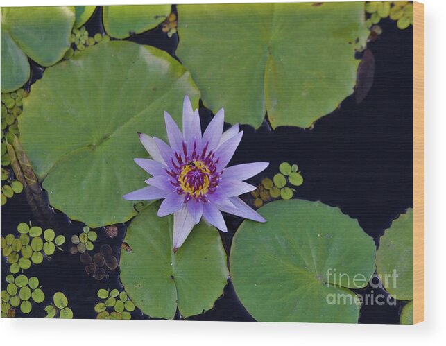 Naples Wood Print featuring the photograph Botanical Gardens #10 by Donn Ingemie