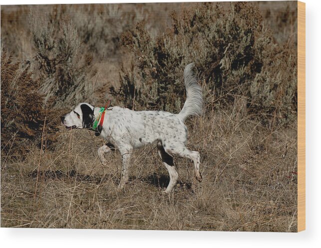 Animal Wood Print featuring the photograph English Setter On Point #10 by William Mullins