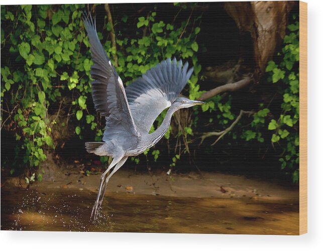 Grey Heron Bird Wood Print featuring the photograph 1161-5342 by Robert Harding Picture Library