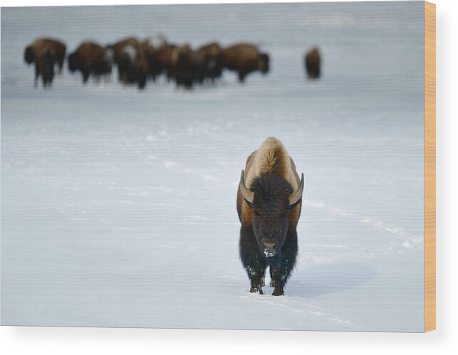 Alphamalebison Wood Print featuring the photograph Alpha Male Bison #2 by Surjanto Suradji