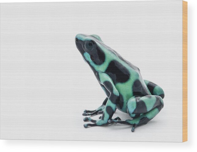White Background Wood Print featuring the photograph Black And Green Poison Dart Frog #2 by Design Pics / Corey Hochachka