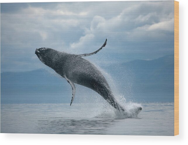 Three Quarter Length Wood Print featuring the photograph Breaching Humpback Whale, Alaska #2 by Paul Souders