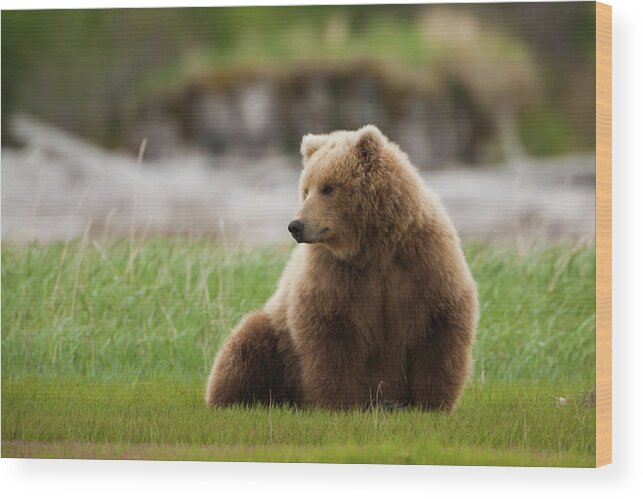 Brown Bear Wood Print featuring the photograph Brown Bear, Katmai National Park #2 by Mint Images/ Art Wolfe