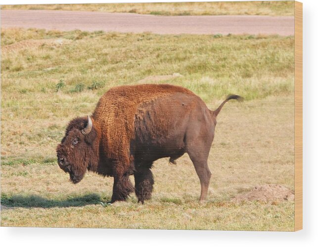 Buffalo Wood Print featuring the photograph Buffalo at Custer State Park #2 by Susan Jensen