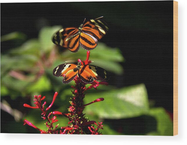 Butterfly Wood Print featuring the photograph Butterfly #3 by Richard Krebs