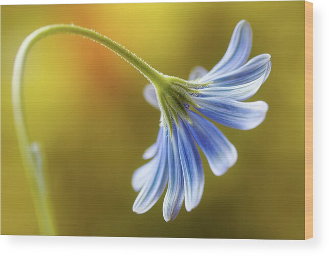 Cape Daisy Wood Print featuring the photograph Cape Daisy #2 by Mandy Disher