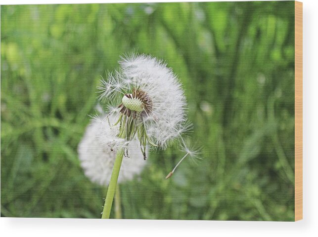 Dandelion Head Wood Print featuring the photograph Dandelion head close up #2 by Martin Smith