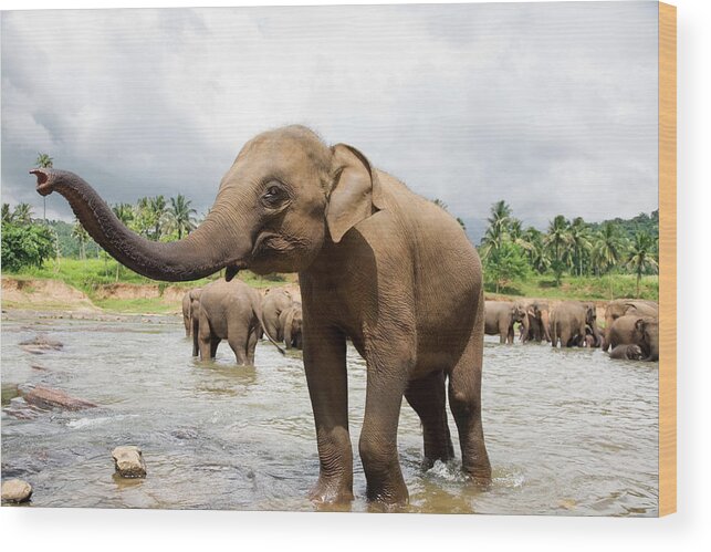 Animals In The Wild Wood Print featuring the photograph Elephants In River #2 by Lp7