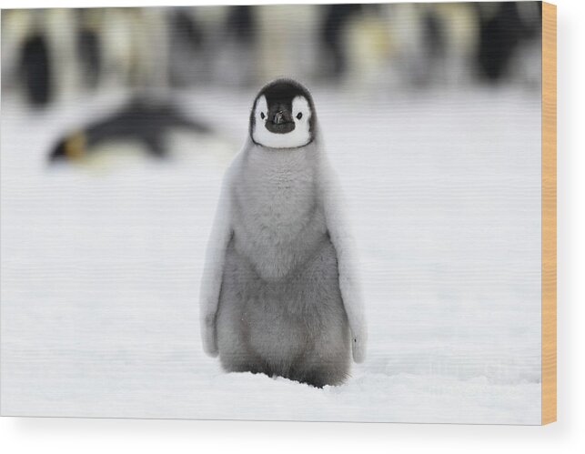 Antarctic Wood Print featuring the photograph Emperor Penguin Chick #2 by Dr P. Marazzi/science Photo Library