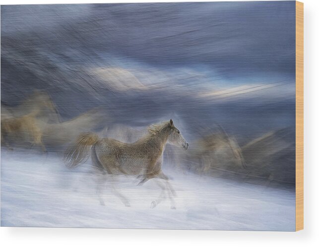 Horses Wood Print featuring the photograph Gallop In The Snow #2 by Milan Malovrh
