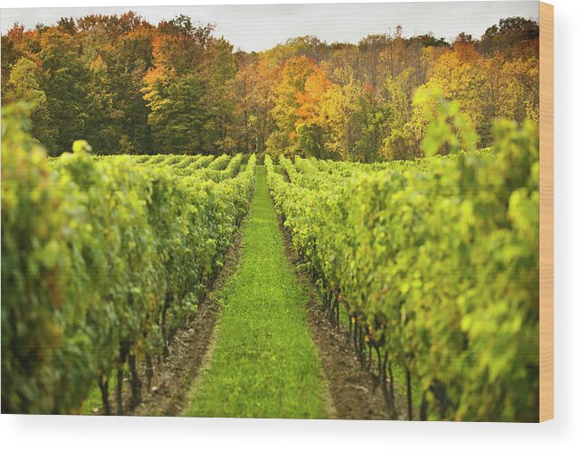 Sonoma County Wood Print featuring the photograph Grapes On A Winery Vine #2 by Pgiam