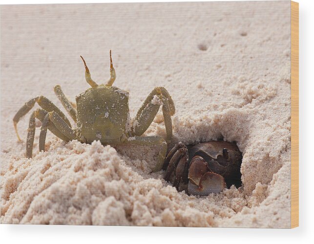 04.02.2012 Wood Print featuring the photograph Horned Ghost Crab Ocypode #2 by Nhpa
