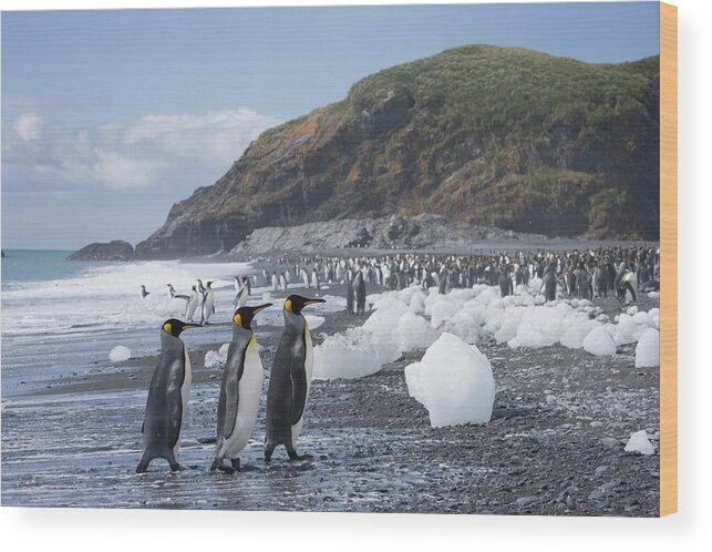 Toughness Wood Print featuring the photograph King Penguins Aptenodytes Patagonicus #2 by Paul Souders