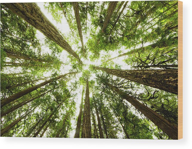 Treetop Wood Print featuring the photograph Lush Green Rain Forest #2 by Jordan Siemens