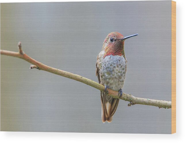 Animal Wood Print featuring the photograph Male Anna's Hummingbird by Briand Sanderson