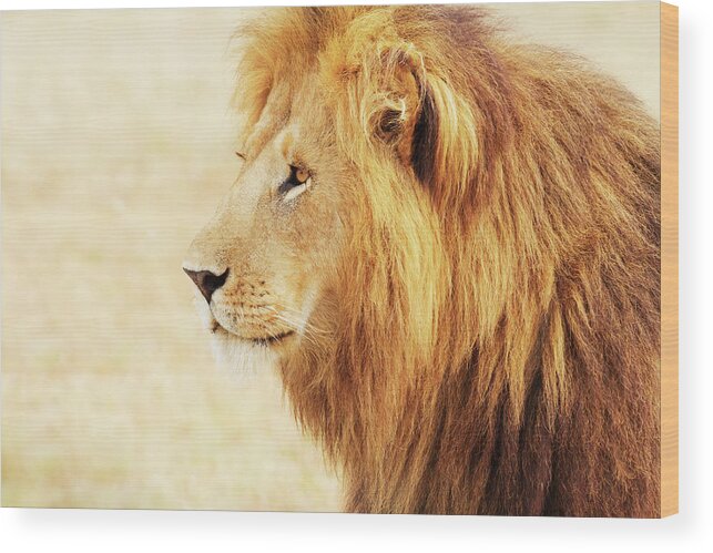 Kenya Wood Print featuring the photograph Male Lion In Masai Mara #2 by Ivanmateev