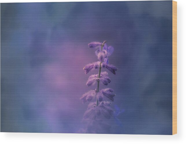 Flower Wood Print featuring the photograph Morning Light by Allin Sorenson
