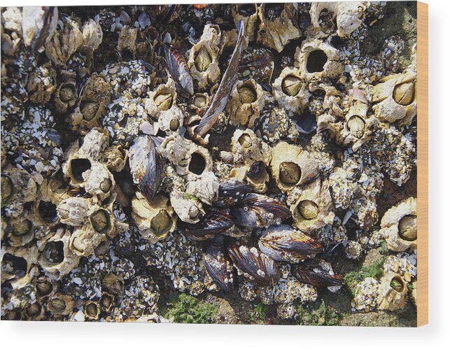 Coast Wood Print featuring the photograph Mussels And Barnacle #2 by Steve Estvanik