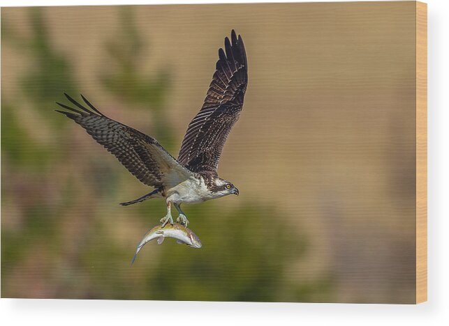 Osprey Wood Print featuring the photograph Osprey And Fish #2 by Johnson Huang