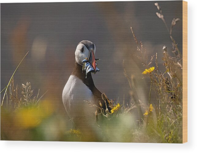 Iceland Wood Print featuring the photograph Puffin #2 by Bragi Kort