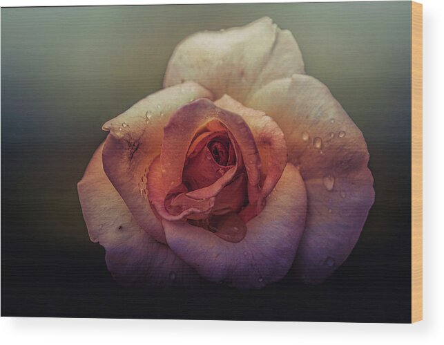Rose Wood Print featuring the photograph Rose of Summer #2 by Allin Sorenson