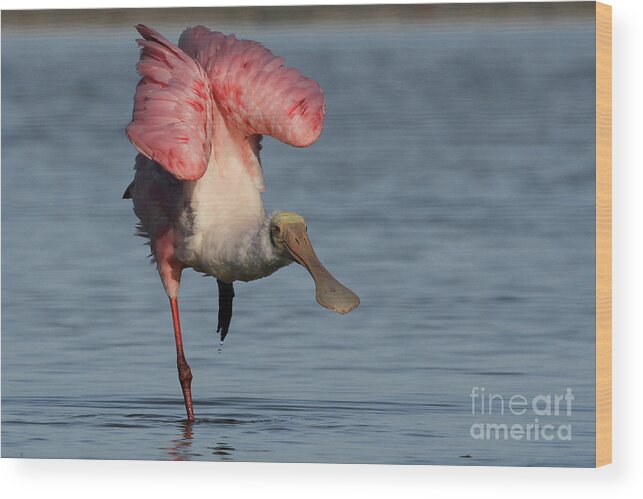 Roseate Spoonbill Wood Print featuring the photograph Roseate Spoonbill #2 by Meg Rousher