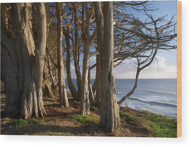 Tranquility Wood Print featuring the photograph Rustic Davenport Coast #2 by Mitch Diamond