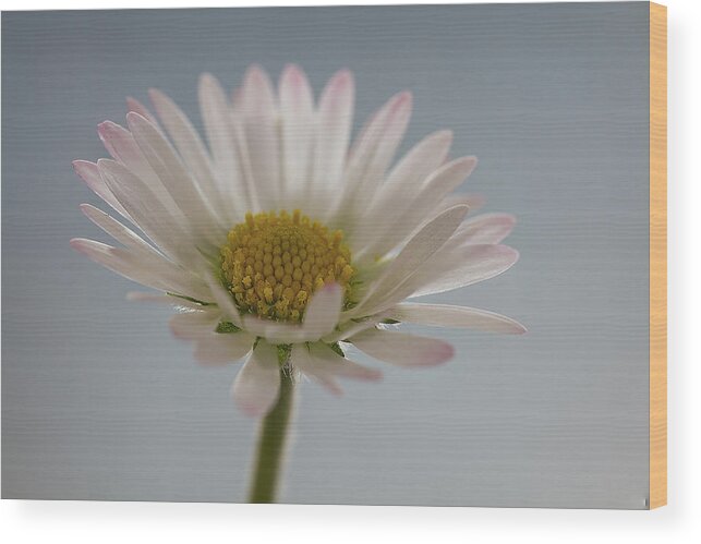 Floral Wood Print featuring the photograph Shades of White #2 by Shirley Mitchell