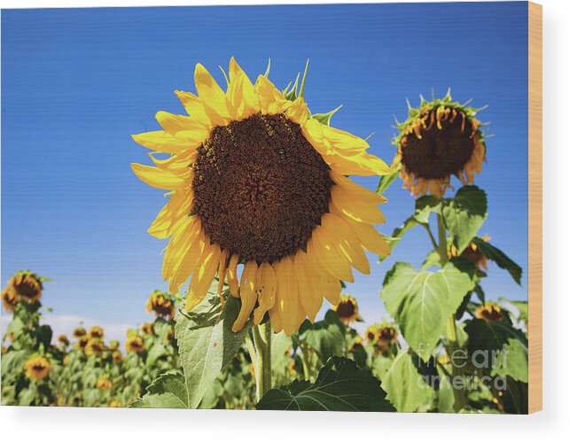Sunflower Wood Print featuring the photograph Sunflowers #6 by JD Smith