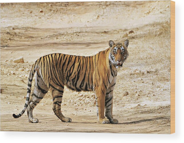 Ranthambore National Park Wood Print featuring the photograph Tigress #2 by Copyright@jgovindaraj