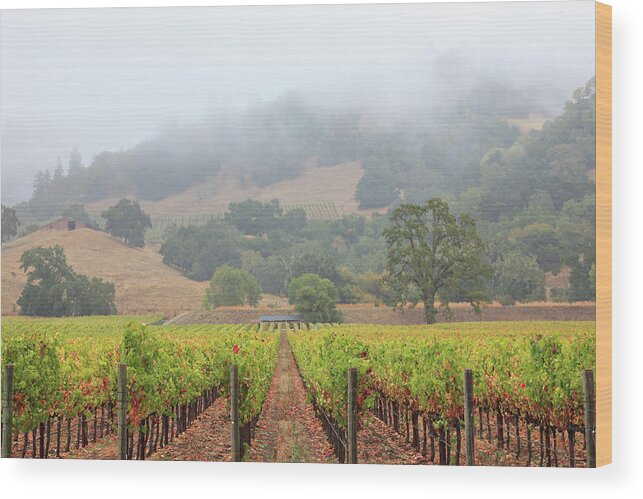 Scenics Wood Print featuring the photograph Vineyard Landscape #2 by S. Greg Panosian
