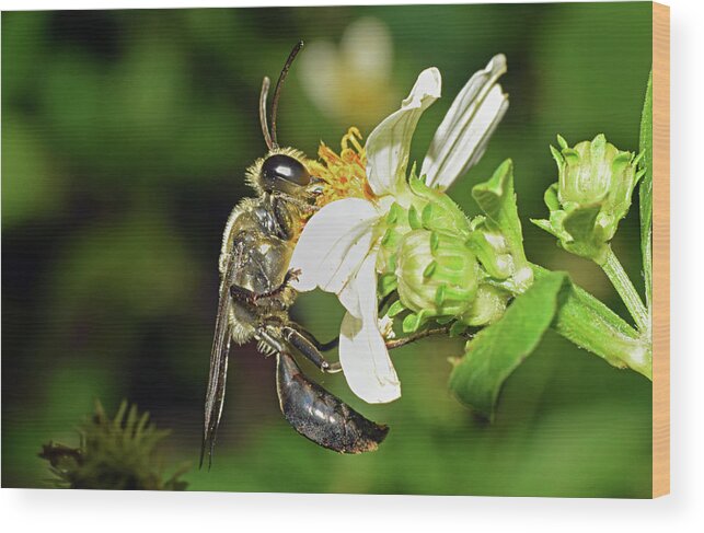 Photograph Wood Print featuring the photograph Wasp #2 by Larah McElroy